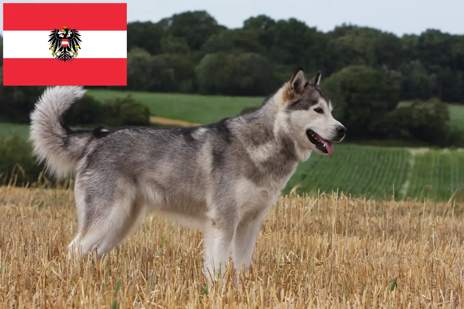 Read more about the article Hodowcy i szczenięta Alaskan malamute w Austria