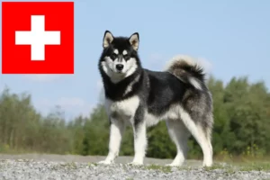 Read more about the article Hodowcy i szczenięta Alaskan malamute w Szwajcaria