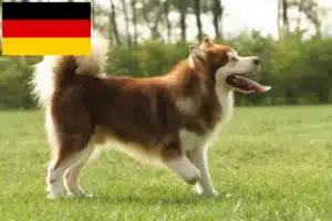 Read more about the article Hodowcy i szczenięta Alaskan malamute w Niemcy
