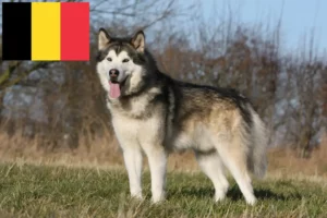 Read more about the article Hodowcy i szczenięta Alaskan malamute w Belgia