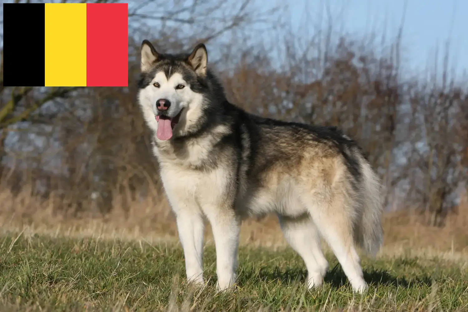 Alaskan malamute szczenięta i hodowcy Belgia Tutaj znajdziesz hodowców rasy Alaskan malamute w Belgia.