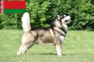 Read more about the article Hodowcy i szczenięta Alaskan malamute w Białoruś