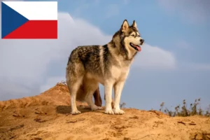 Read more about the article Hodowcy i szczenięta Alaskan malamute w Czechy