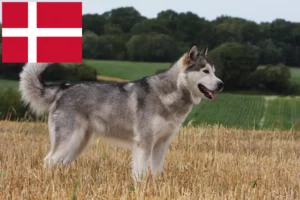 Read more about the article Hodowcy i szczenięta Alaskan malamute w Dania