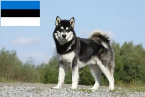 Read more about the article Hodowcy i szczenięta Alaskan malamute w Estonia