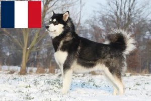 Read more about the article Hodowcy i szczenięta Alaskan malamute w Francja