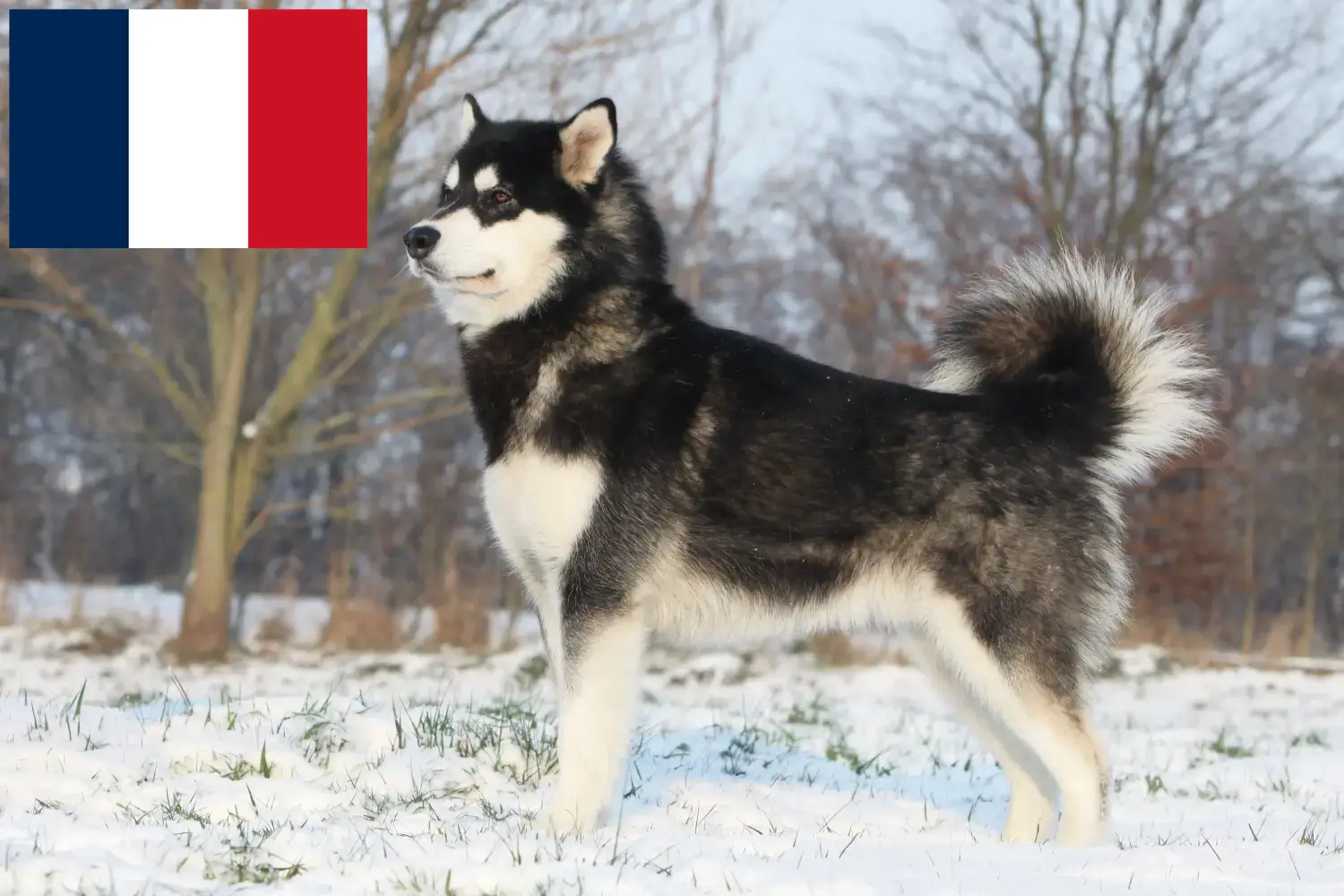 Read more about the article Hodowcy i szczenięta Alaskan malamute w Francja