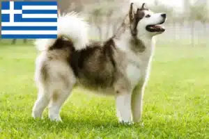 Read more about the article Hodowcy i szczenięta Alaskan malamute w Grecja