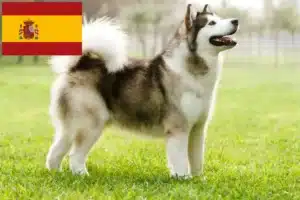 Read more about the article Hodowcy i szczenięta Alaskan malamute w Hiszpania