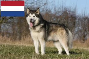 Read more about the article Hodowcy i szczenięta Alaskan malamute w Holandia