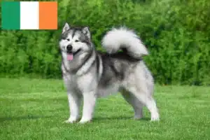 Read more about the article Hodowcy i szczenięta Alaskan malamute w Irlandia