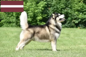 Read more about the article Hodowcy i szczenięta Alaskan malamute w Łotwa