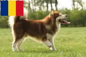 Read more about the article Hodowcy i szczenięta Alaskan malamute w Rumunia