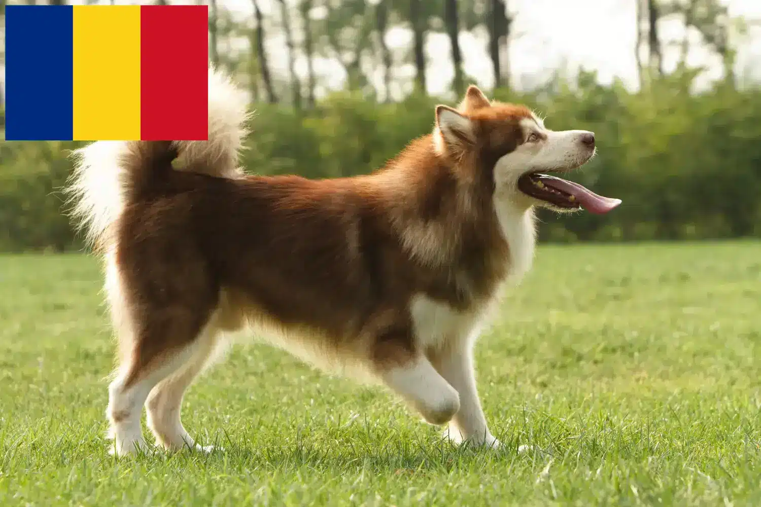Read more about the article Hodowcy i szczenięta Alaskan malamute w Rumunia