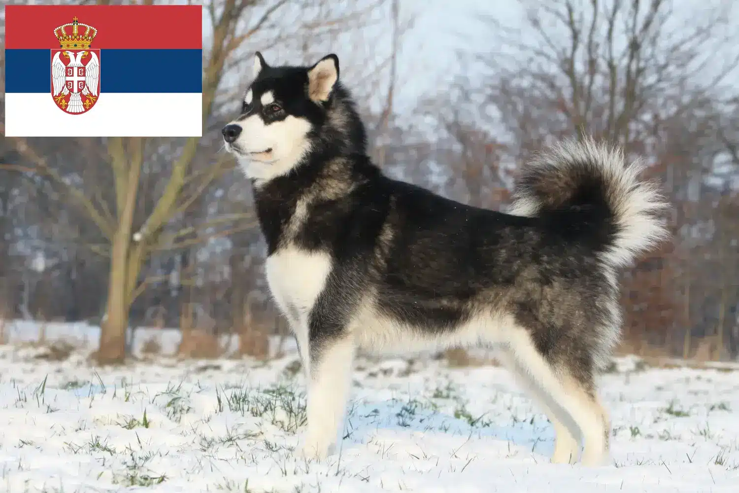 Alaskan malamute szczenięta i hodowcy Serbia Znajdź hodowców rasy Alaskan malamute w Serbia.
