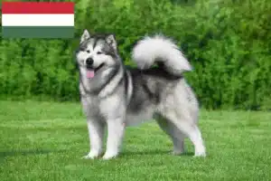 Read more about the article Hodowcy i szczenięta Alaskan malamute w Węgry