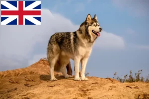 Read more about the article Hodowcy i szczenięta Alaskan malamute w Wielka Brytania