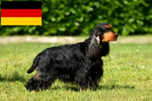 Read more about the article Hodowcy cocker spanieli angielskich i szczenięta w Niemcy