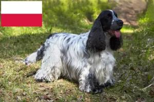 Read more about the article Hodowcy cocker spanieli angielskich i szczenięta w Polska