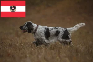 Read more about the article Springer spaniel angielski hodowcy i szczenięta w Austria