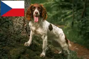 Read more about the article Hodowcy i szczenięta Springer spaniel angielski w Czechy