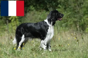 Read more about the article Springer spaniel angielski hodowcy i szczenięta w Francja