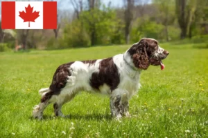Read more about the article Springer spaniel angielski hodowcy i szczenięta w Kanada