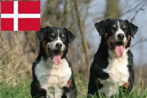 Read more about the article Appenzell Hodowca psów górskich i szczeniąt w Danii