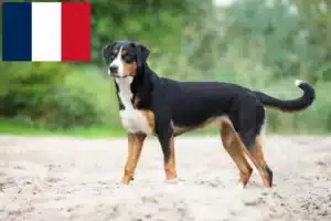 Read more about the article Appenzell Hodowca psów górskich i szczeniąt we Francji