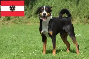 Read more about the article Appenzell Hodowcy psów górskich i szczenięta w Austrii