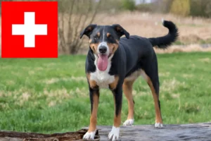 Read more about the article Appenzell Hodowcy psów pasterskich i szczeniąt w Szwajcaria