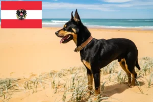 Read more about the article Hodowcy i szczenięta Australian Kelpie w Austria