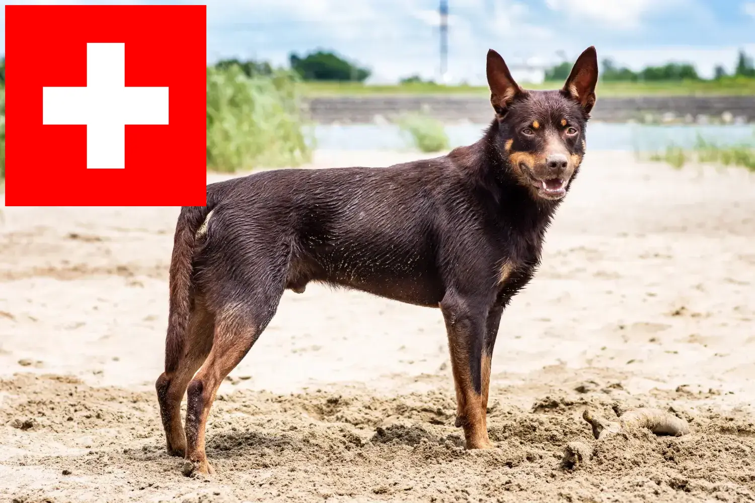 Kelpie australijskie szczenięta i hodowcy Szwajcaria Tutaj znajdziesz hodowców australijskich kelpie w Szwajcaria.