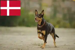 Read more about the article Hodowcy i szczenięta Australian Kelpie w Dania