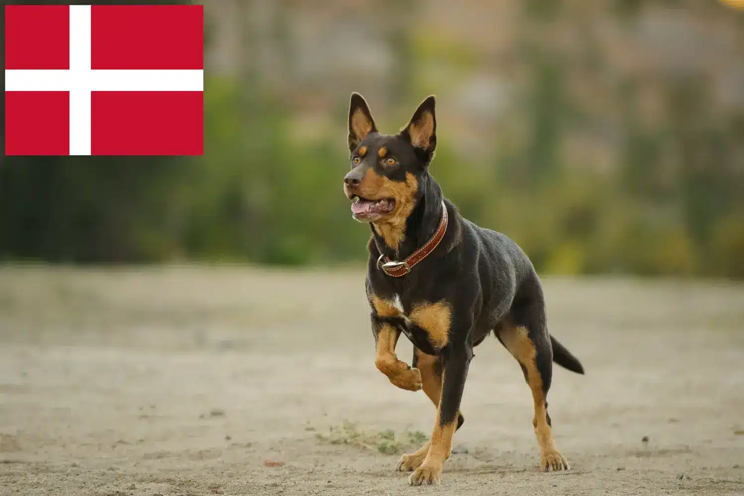 Szczenięta i hodowcy kelpie australijskie Dania Znajdź hodowców Australian Kelpies w Dania tutaj.