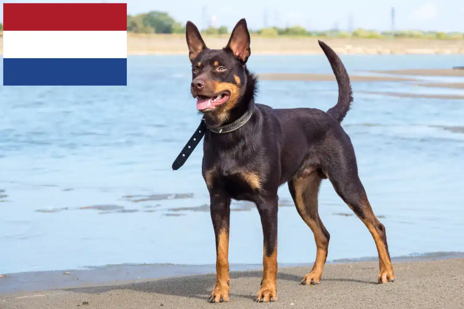 Kelpie australijskie szczenięta i hodowcy Holandia Tutaj znajdziesz hodowców australijskich kelpie w Holandia.