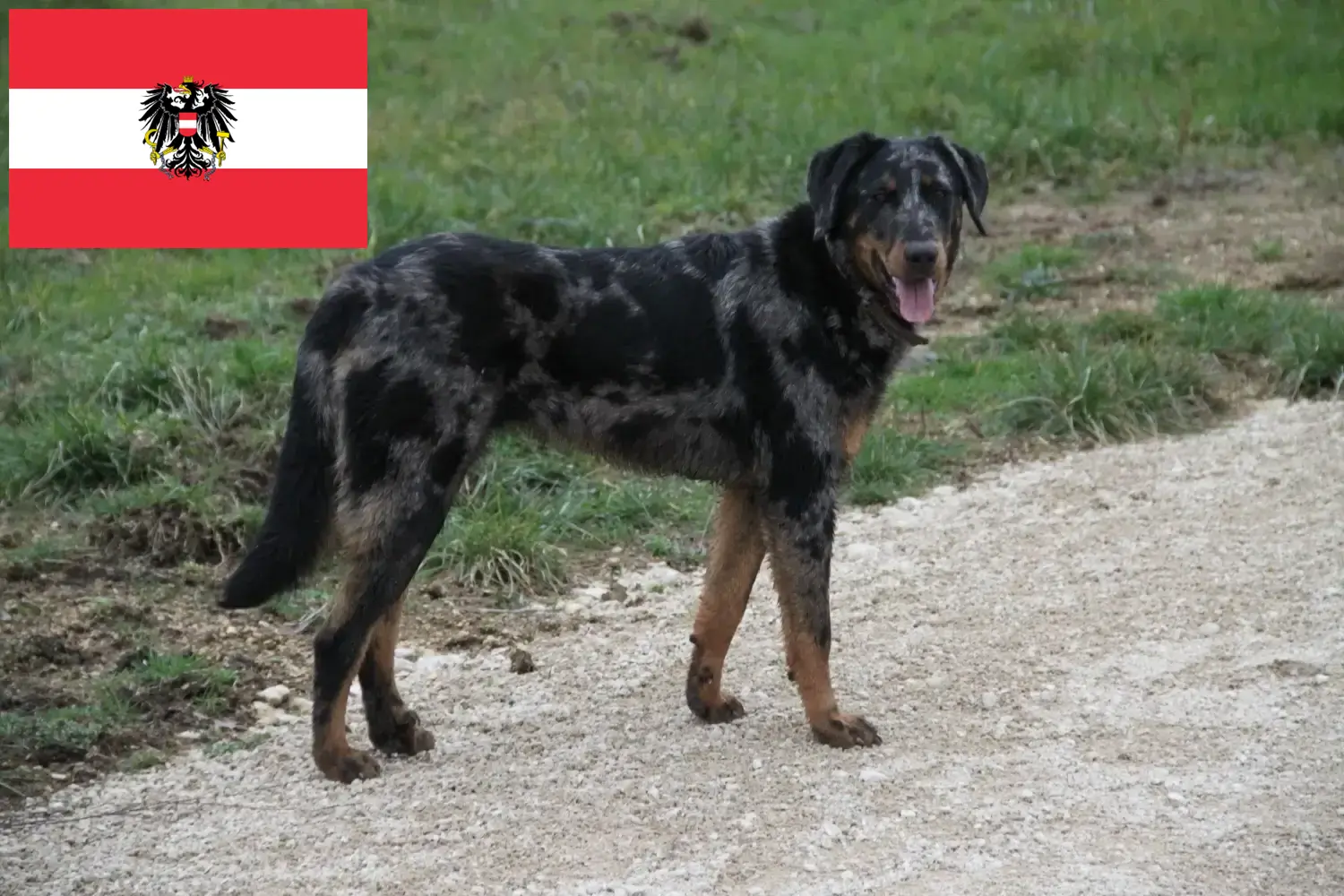 Beauceron szczenięta i hodowcy Austria Tutaj znajdziesz hodowców rasy Beauceron w Austria.