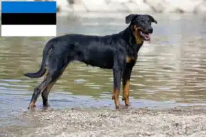 Read more about the article Hodowcy i szczenięta Beauceron w Estonia
