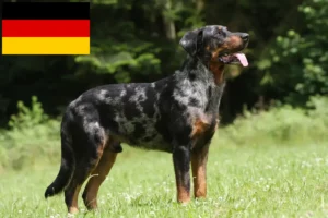 Read more about the article Hodowcy i szczenięta Beauceron w Niemcy