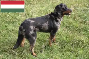 Read more about the article Hodowcy i szczenięta Beauceron w Węgry