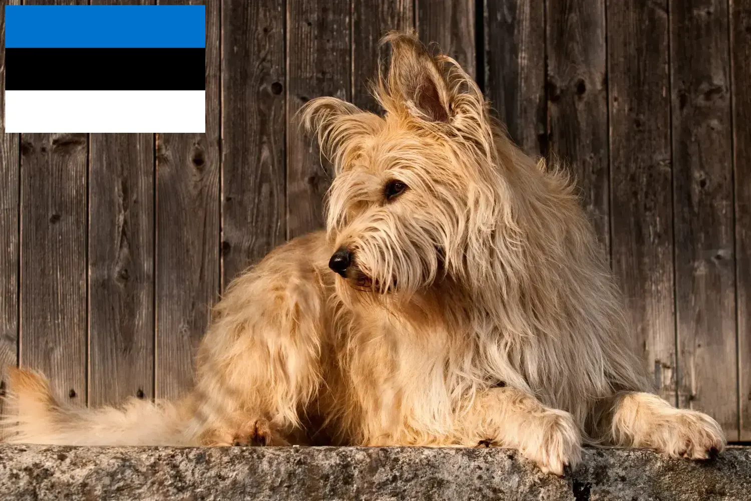 Berger de Picardie szczenięta i hodowcy Estonia Tutaj można znaleźć hodowców Berger de Picardies w Estonia.