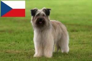 Read more about the article Berger des Pyrenees hodowcy i szczenięta w Czechy