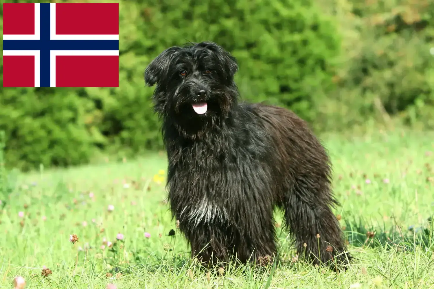 Berger des Pyrenees szczenięta i hodowcy Norwegia Tutaj znajdziesz hodowców rasy Berger des Pyrenees w Norwegia.
