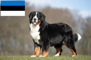 Read more about the article Hodowca berneńskich psów pasterskich i szczenięta w Estonii