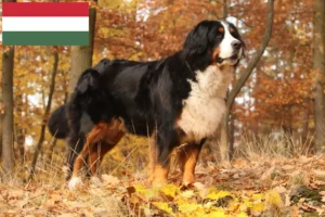 Read more about the article Hodowca berneńskich psów pasterskich i szczenięta na Węgrzech