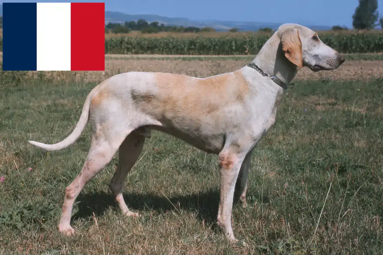 Billy szczenięta i hodowcy Francja Znajdź hodowców Billy w Francja tutaj.