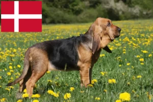 Read more about the article Hodowcy psów rasy Bloodhound i szczenięta w Dania