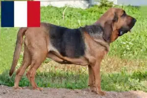 Read more about the article Hodowcy psów rasy bloodhound i szczenięta w Francja