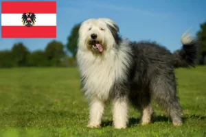 Read more about the article Hodowcy i szczenięta rasy Bobtail w Austria