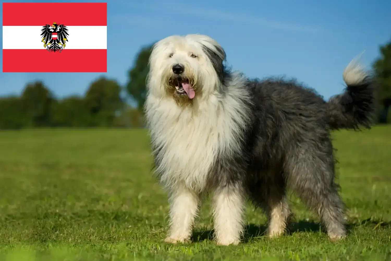 Read more about the article Hodowcy i szczenięta rasy Bobtail w Austria